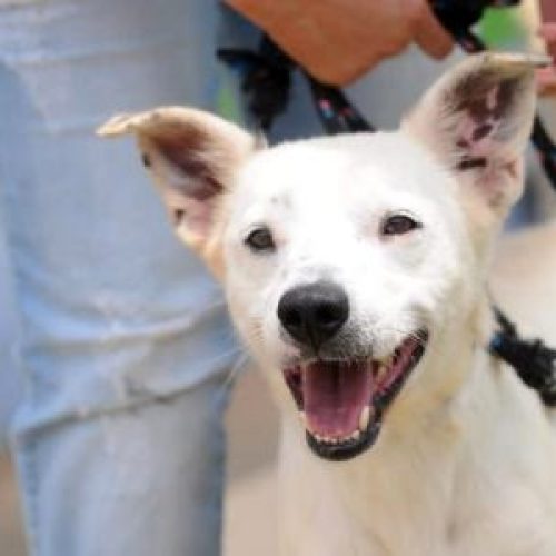 Prefeitura realiza evento de adoção de cães e gatos no próximo sábado
