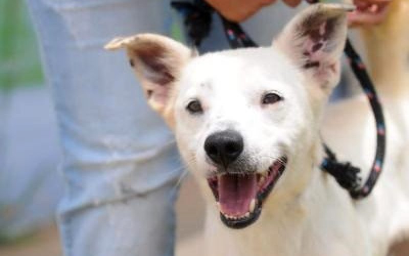 Prefeitura realiza evento de adoção de cães e gatos no próximo sábado