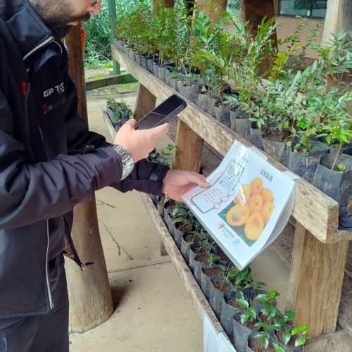 Prefeitura distribui mudas de árvores nativas gratuitamente no CEA Virgínia Ranali