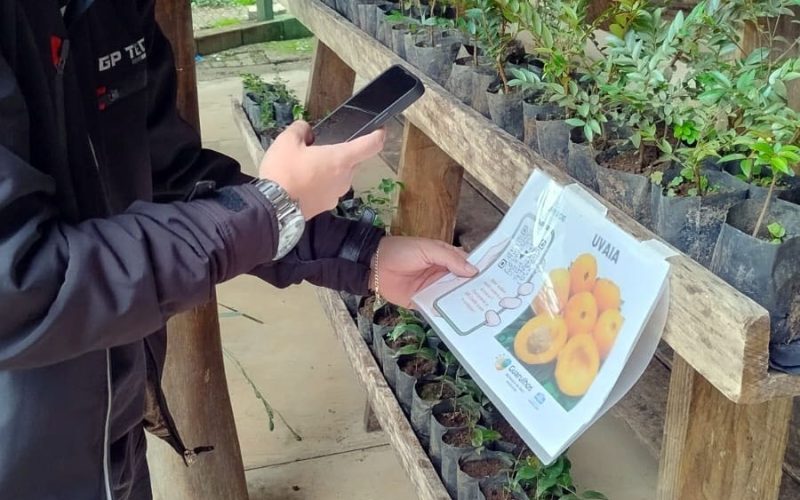 Prefeitura distribui mudas de árvores nativas gratuitamente no CEA Virgínia Ranali